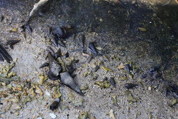 海の砂地で大量発生した黒いくて細長い巻貝
