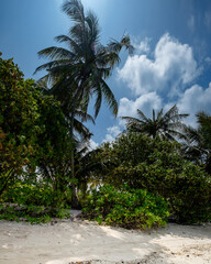 White sand beach with tropical nature in hot sunny beautiful day. Tropics tranquil and peaceful landscape with coconut palm tree, seagrape and beach naupaka plants in sunlight, botany in paradise