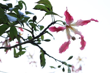 開花したピンク色のトックリキワタの花のアップ