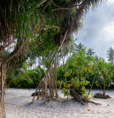 White sand tropical beach with paradise nature in cloudy day. Scenic and idyllic tropics panorama with pandanus, coconut palm tree and mangrove plants growing on sandy beach, calm beautiful coastline