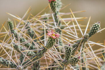 Macro shot of cactus spines in Joshua Tree National Park, highlighting the sharp and resilient features of desert flora.