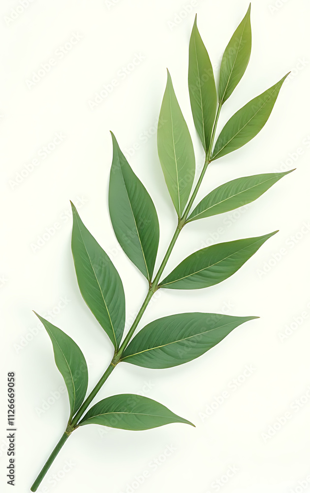 Poster the image of exotic tropical leaves set against a clean white background evokes a sense of natural s