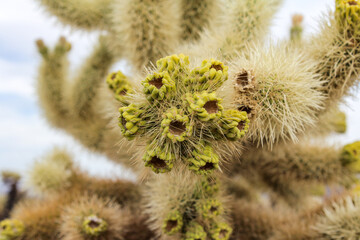 Macro shot of cactus spines in Joshua Tree National Park, highlighting the sharp and resilient features of desert flora.