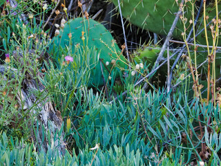 Vibrant Lush Desert Vegetation with Cactus and Wildflowers