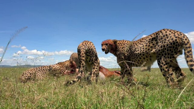 Cheetahs eating an Antelope in the vast bush of Kenya