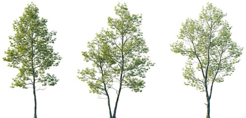 Set of Alnus rubra (the red alder) frontal set street trees isolated png on a transparent background perfectly cutout