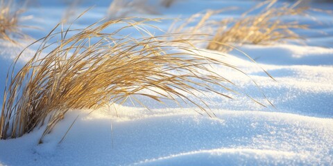 Frosty day featuring dry winter grass blanketed by snow, showcasing the beauty of winter grass in a serene snowy landscape. Experience the contrast of dry winter grass and crisp snow.