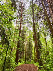 Obraz premium Lush green forest with tall trees and sunlight filtering through leaves during spring