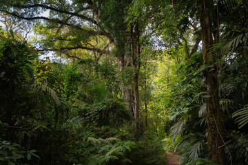 riesiger Baum im indonesischen Regenwald