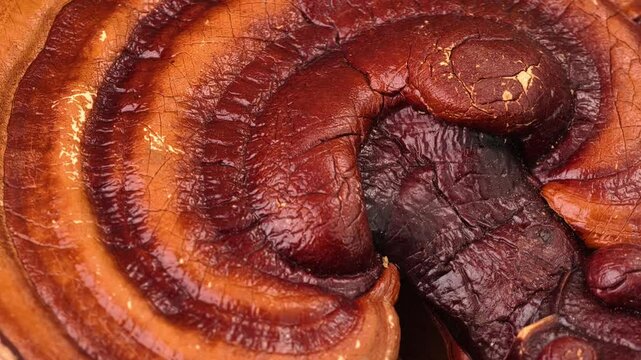 Close-up of a reishi medicinal mushroom (Ganoderma lucidum)