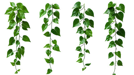  A set of green trailing plants isolated on PNG