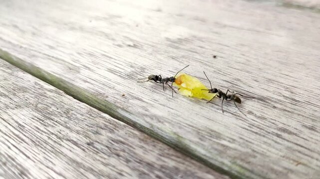 close up view two black ants carrying food