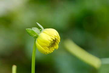 静かに咲く準備をするダリアのつぼみ
