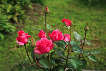 elite roses bloom in garten. Pink Floribunda rose flowers in the park.