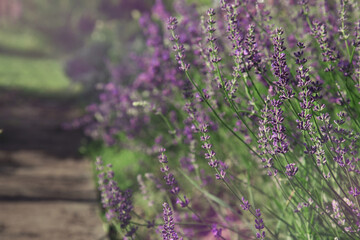 Obraz premium lavender bushes. path. garden