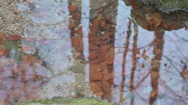 Strumyk g&oacute;rski, zbliżenie na spokojną taflę wody. Karkonosze Polska