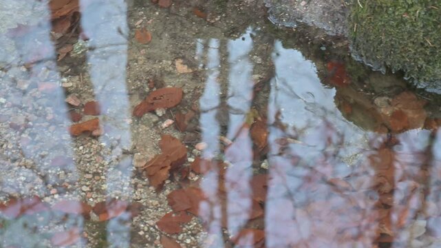 Strumyk g&oacute;rski, zbliżenie na spokojną taflę wody. Karkonosze Polska