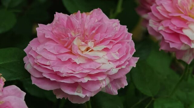Beautiful pink Damask rose in full bloom