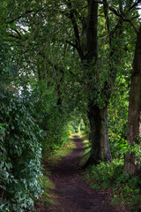 Obraz premium path in the woods