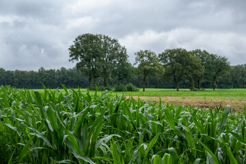field of corn