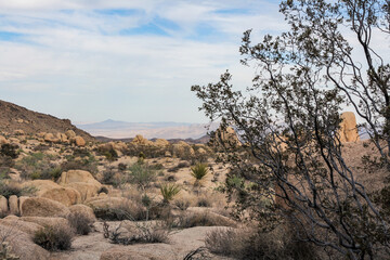 An expansive desert view showcasing the rocky wilderness and desert shrubs of Joshua Tree