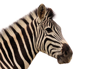 Close-up of a Zebra taken against an overcast sky