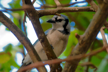 Obraz premium Blauhäher