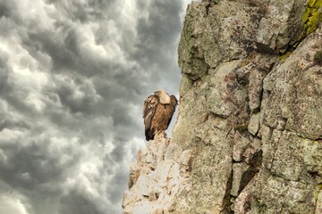 Griffon vulture (Gyps fulvus) perched on rocks, in Monfragüe natural park, Extremadura, Spain.