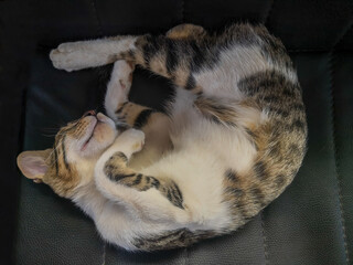 Cat sleeping happily on the couch