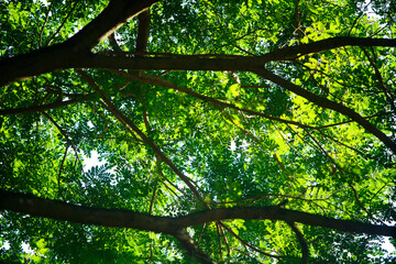 Lush Green Tree Canopy with Sunlight Filtering through Leaves