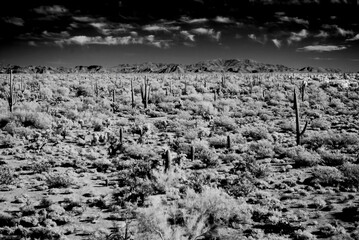 Sonora Desert Arizona in Infrared