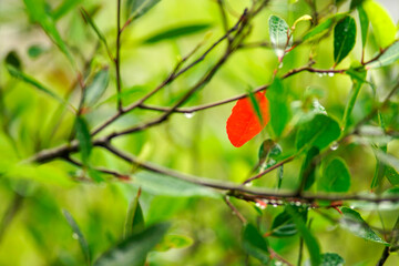 Vibrant Red Leaf Among Green Foliage with Raindrops on Branches