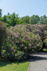 Landscape park in the center of Sochi. Huge oleander bushes with many pink flowers on a blurred background. Choice focus. Black Sea. Concept of nature for design.