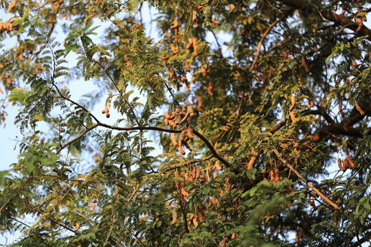 Sweet tamarind and leaf on the organic trees. Raw tamarind fruit hang on the tamarind tree in the garden with natural background. Fresh and colorful fruits that is high in vitamin C.