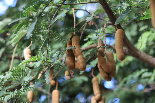 Sweet tamarind and leaf on the organic trees. Raw tamarind fruit hang on the tamarind tree in the garden with natural background. Fresh and colorful fruits that is high in vitamin C.