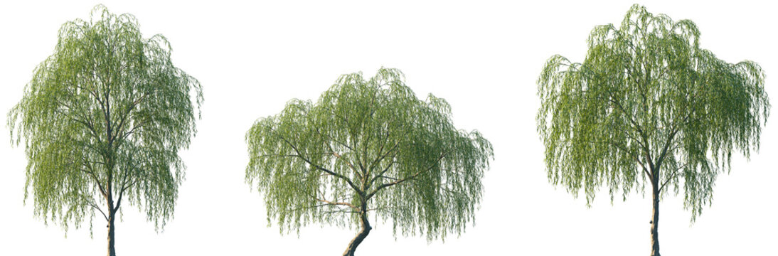 Set of Salix babylonica (Babylon willow or weeping willow) frontal set street trees isolated png on a transparent background perfectly cutout