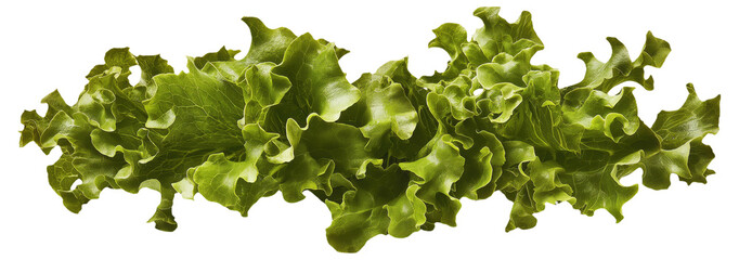 PNG Fresh green leaf lettuce