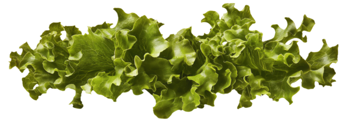 PNG Fresh green leaf lettuce