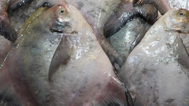 
Fresh silver pomfret fish on display at a supermarket. Pomfret, silverfish, rupchanda fish close up footage. 

