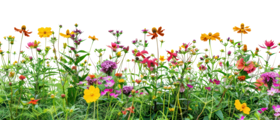 PNG Colorful wildflowers against white background