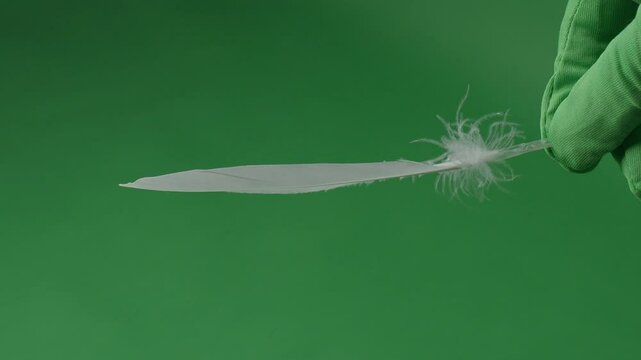 Feather movement on a green screen. Feathers moving float and fly in front of the camera. Green screen chroma key technique for use in video or film production. White birdwing against green background