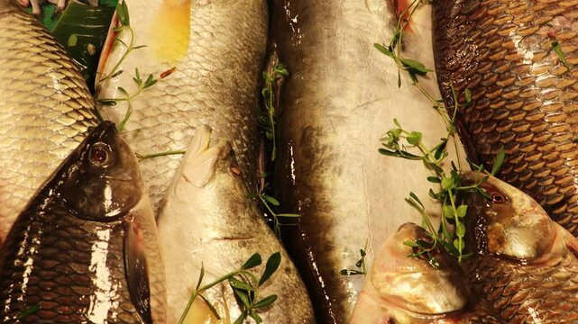 Close-up of stalls filled with raw fish at the seafood market. Live fish in ice. Catfish, river fish close up. 