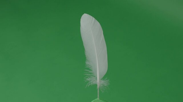Feather movement on a green screen. Feathers moving float and fly in front of the camera. Green screen chroma key technique for use in video or film production. White birdwing against green background