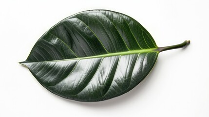 A stunning rubber plant leaf, isolated on a white background