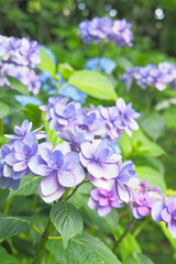Fototapeta premium アジサイ