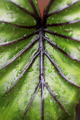 Rare and exotic tropical plant - Beautiful green tree The rainforest is home to the Pharaoh's Mask elephant ear (Colocasia Pharaoh's Mask), a tropical plant with large, glossy green leaves.