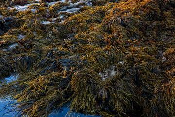 Seaweed on beach in side lighting