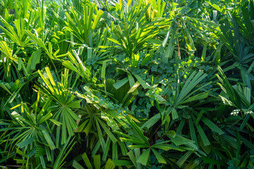 Green leaves exude vitality, nature's beauty, freshness, growth, and harmony