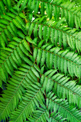 Green leaves exude vitality, nature's beauty, freshness, growth, and harmony