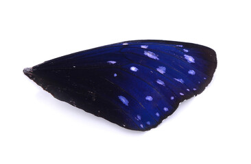 Butterfly wings isolated on white background